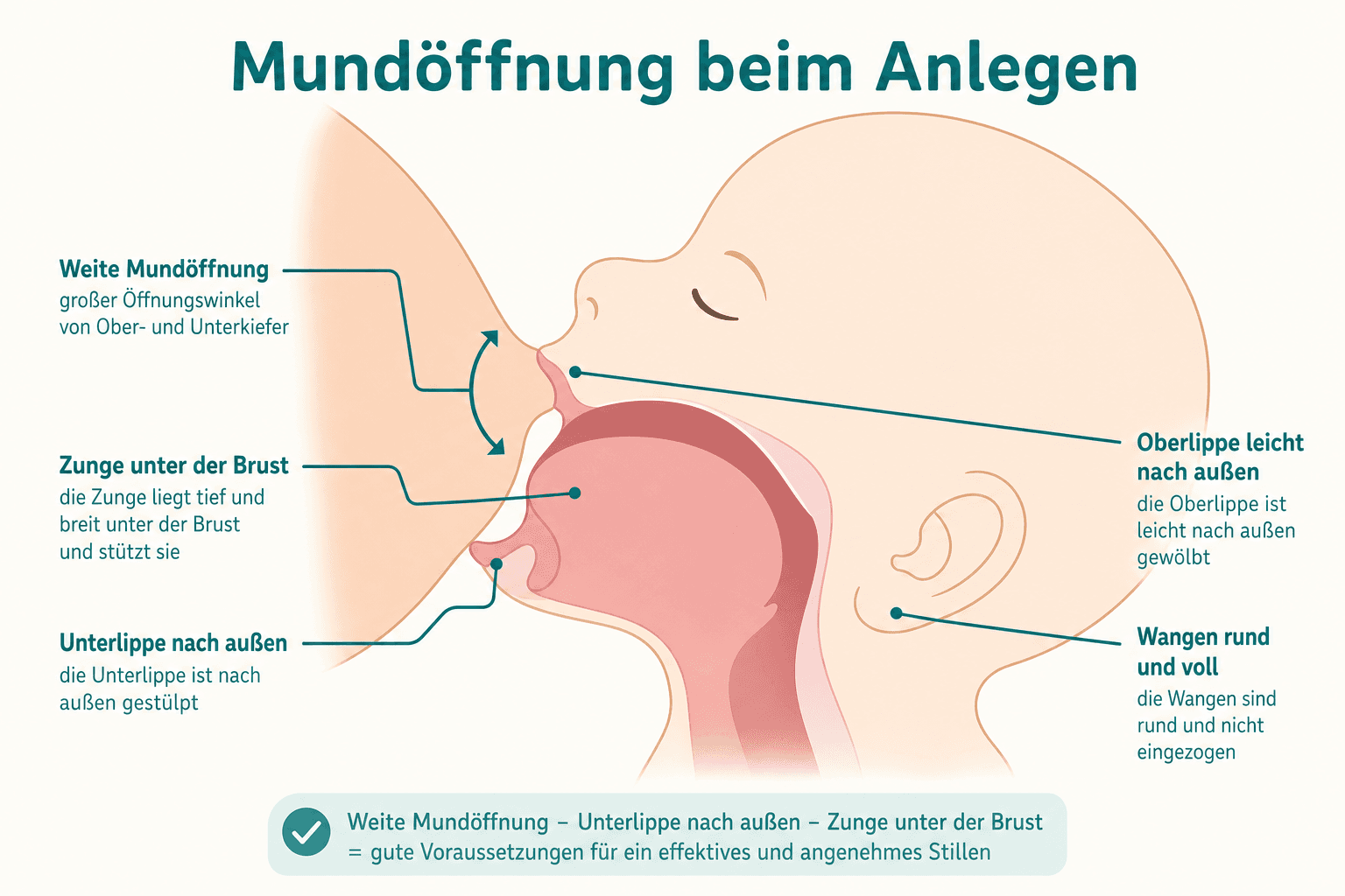 Querschnitt Baby-Mund an der Brust: tiefe Warzenlage im Mund, Zunge unter der Warze, Lippen nach außen gewölbt