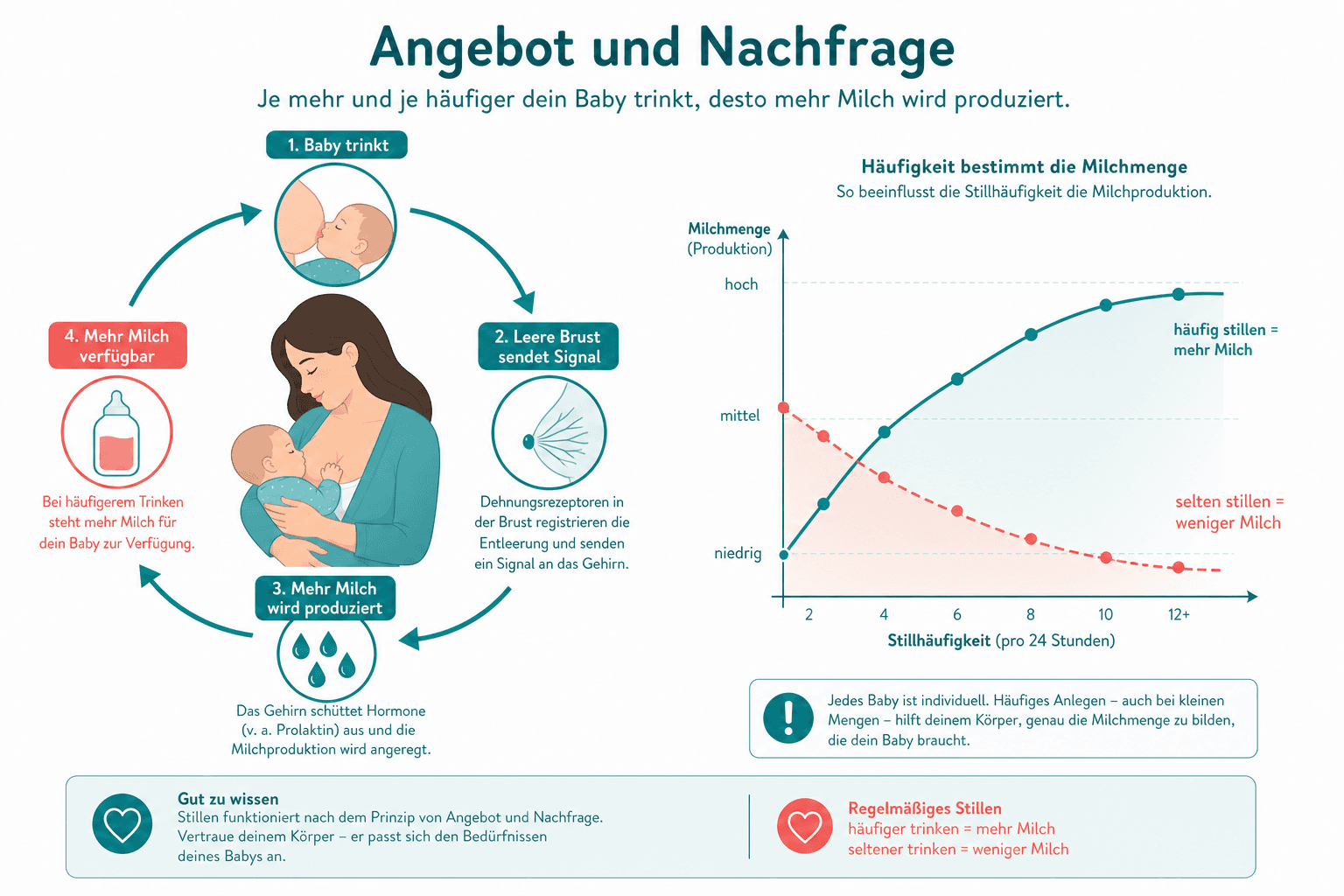 Kreislauf Angebot-Nachfrage: Saugen → Prolaktin → Milchbildung → Entleerung → weniger FIL → weitere Produktion